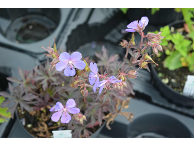 Geranium pratense