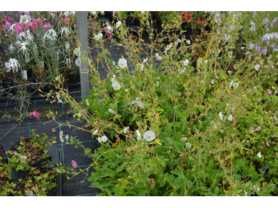 Geranium phaeum