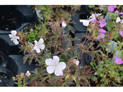 Geranium pratense