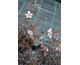 Geranium pratense Midnight Ghost ®