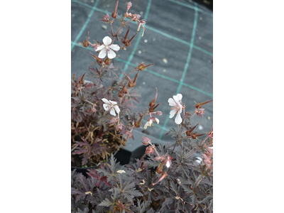 Geranium pratense