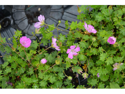 Geranium sanguineum