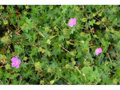 Geranium sanguineum