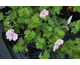Geranium sanguineum Apfelblute