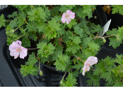 Geranium sanguineum