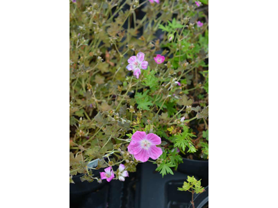 Geranium sanguineum