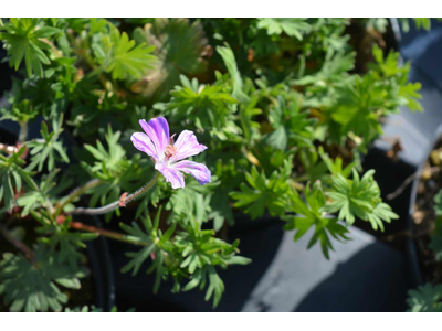 Geranium sanguineum