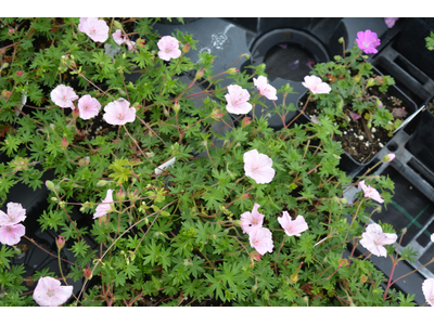 Geranium sanguineum var. striatum