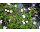 Geranium sanguineum var. striatum (Vision Light Pink)