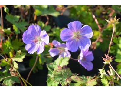 Geranium wallichianum