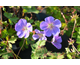 Geranium wallichianum Bloom Me Away