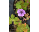 Geranium wallichianum Buxton's Variety