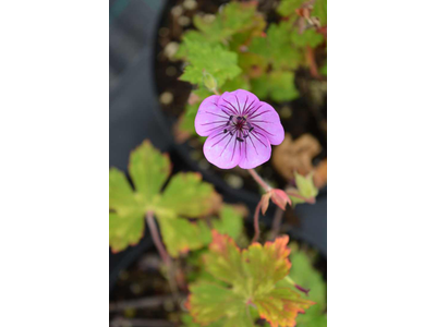 Geranium wallichianum