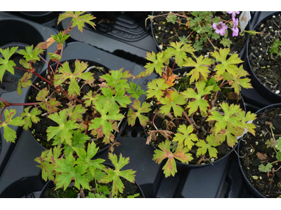 Geranium wallichianum