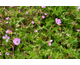 Geranium wallichianum Kelly Anne ®