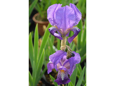 Iris germanica