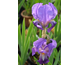 Iris germanica Black Dragon