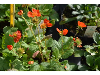 Geum coccineum