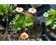 Geum Cosmopolitan ®