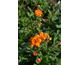 Geum Fireball