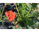 Geum Scarlet Tempest ®