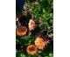 Geum Wet Kiss ®