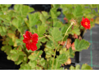 Geum chiloense