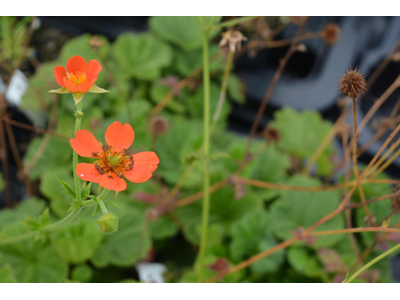 Geum coccineum