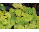 Geum coccineum Eos ®
