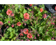 Geum rivale Flames of Passion ®