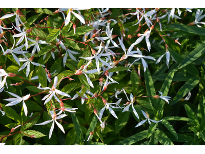 Gillenia trifoliata