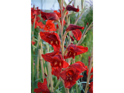 Gladiolus dalenii