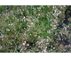 Gypsophila Festival Pink Splash