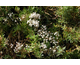 Gypsophila paniculata