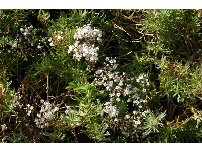 Gypsophila paniculata