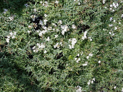 Gypsophila repens