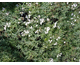 Gypsophila repens Filou White