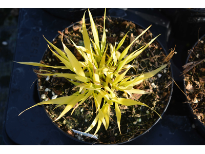 Hakonechloa macra