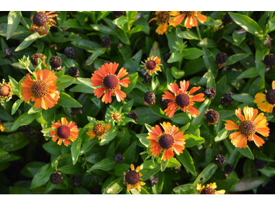 Helenium