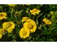 Helenium