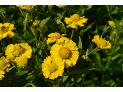 Helenium