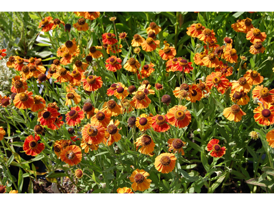 Helenium autumnale