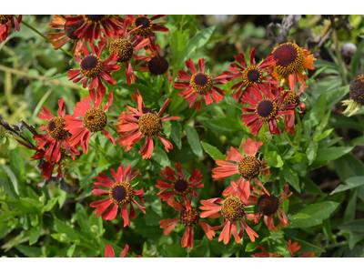 Helenium autumnale