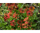 Helenium autumnale Mariachi TM Siesta ®