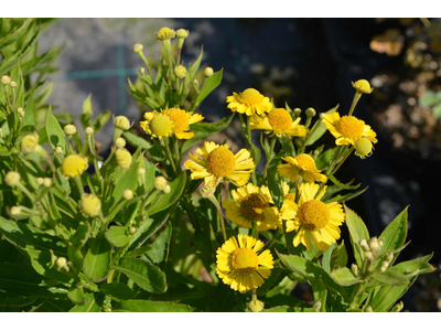 Helenium autumnale