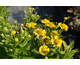 Helenium autumnale