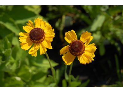 Helenium bigelovii