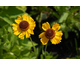 Helenium bigelovii Tip Top