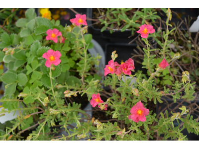 Helianthemum