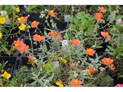 Helianthemum